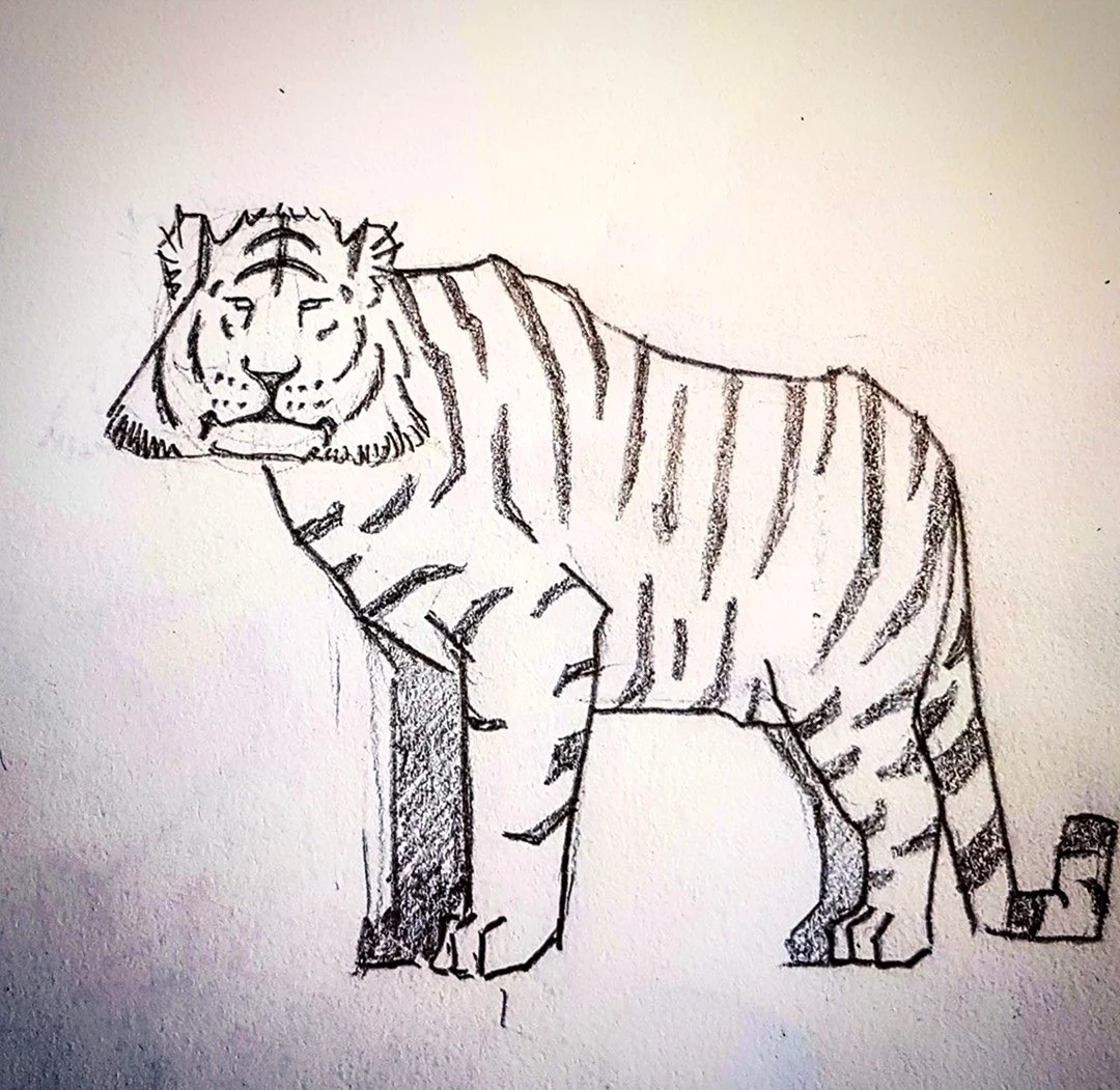 Бенгальский тигр нарисовать