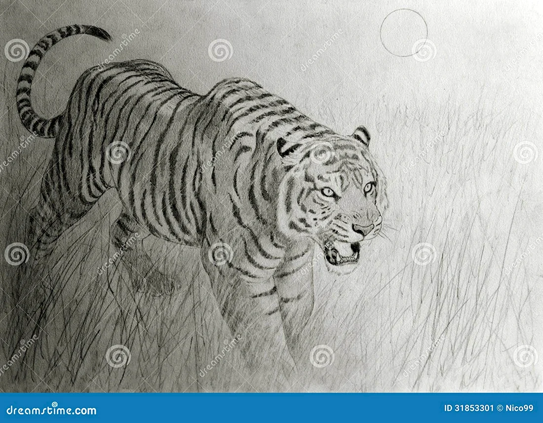 Бенгальский тигр рисунок