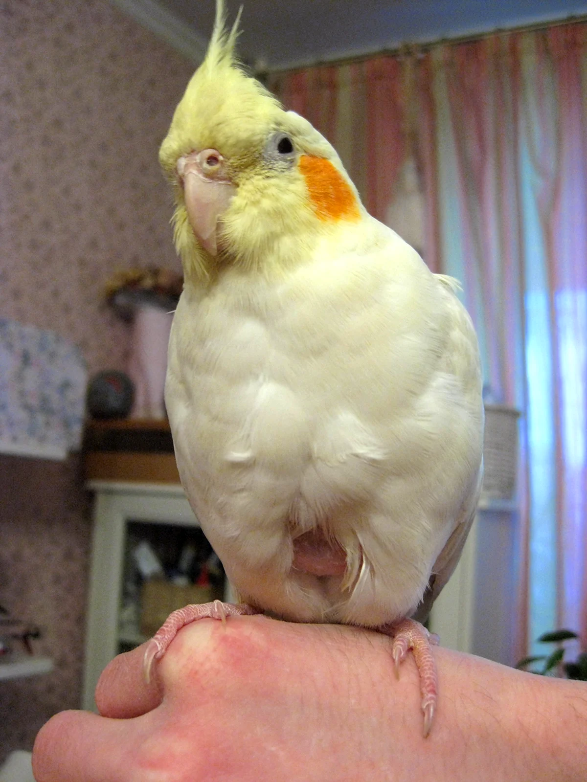 Беременный попугай коррелы