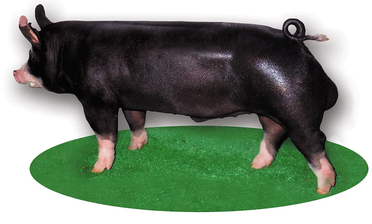 Беркширская порода свиней