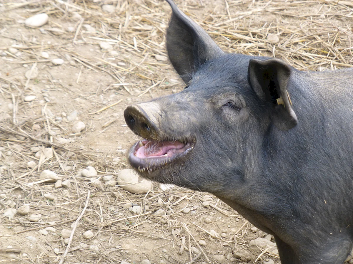 Беркширская свинья