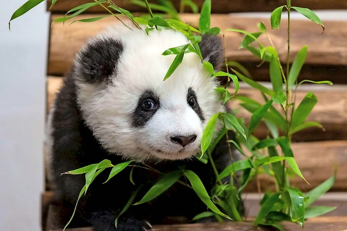 Берлинский зоопарк Панда
