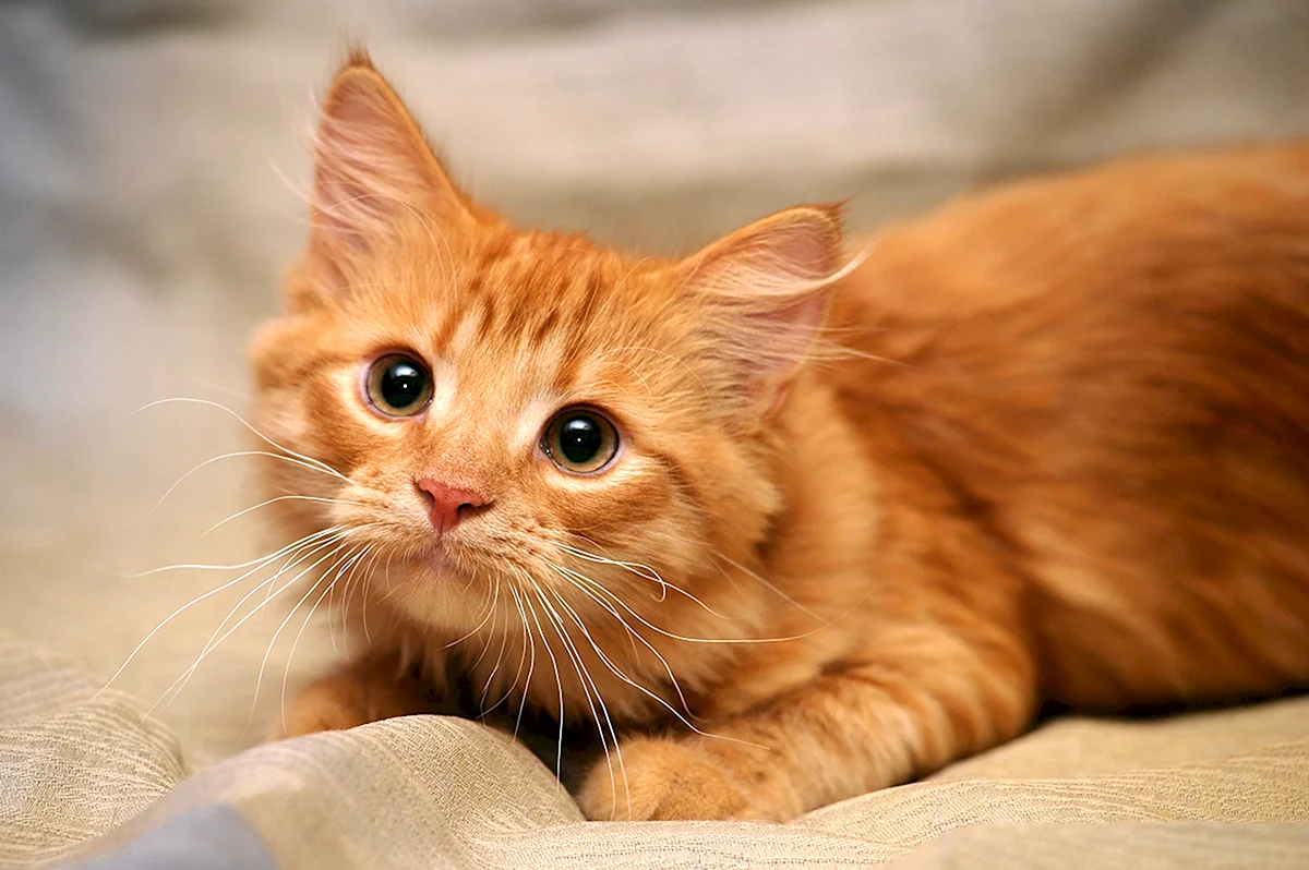 Беспородный рыжий кот