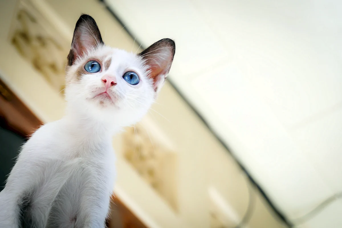 Бежевый кот с голубыми глазами