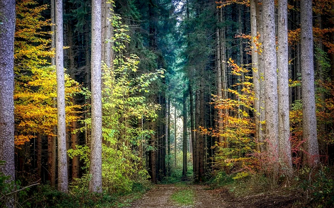 Бикирнеский лес Латвия