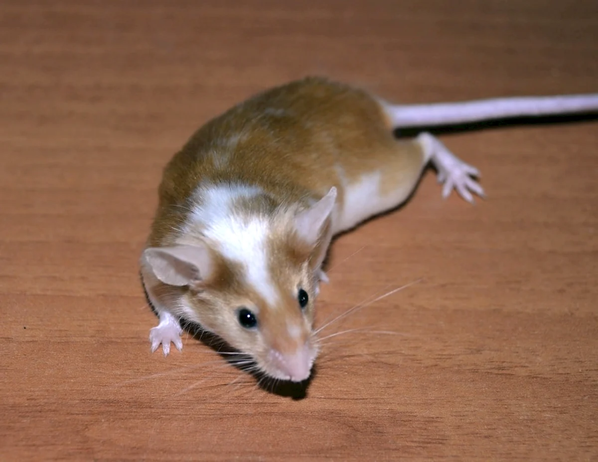 Биколор сатиновая мышь