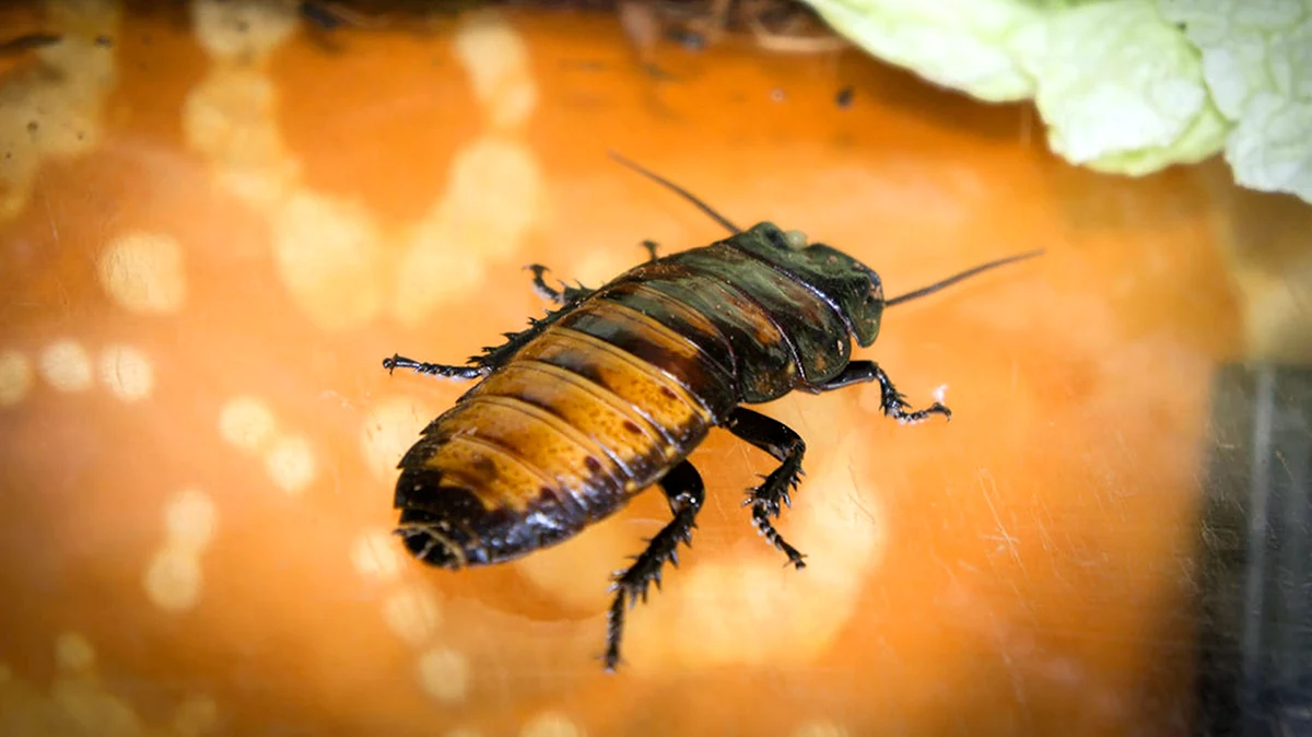 Биороботы насекомые таракан