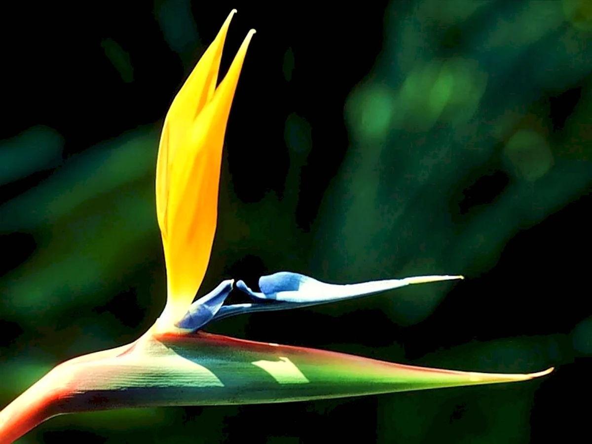 Bird of Paradise цветок