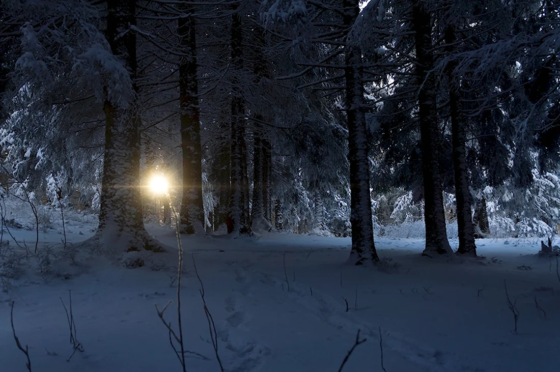 Битцевский лес зимой ночью