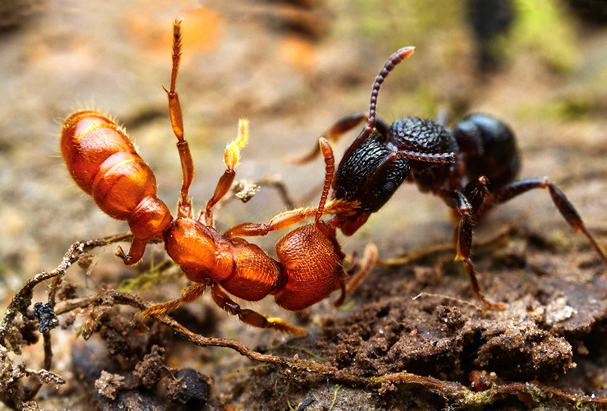 Битва красных и черных муравьев