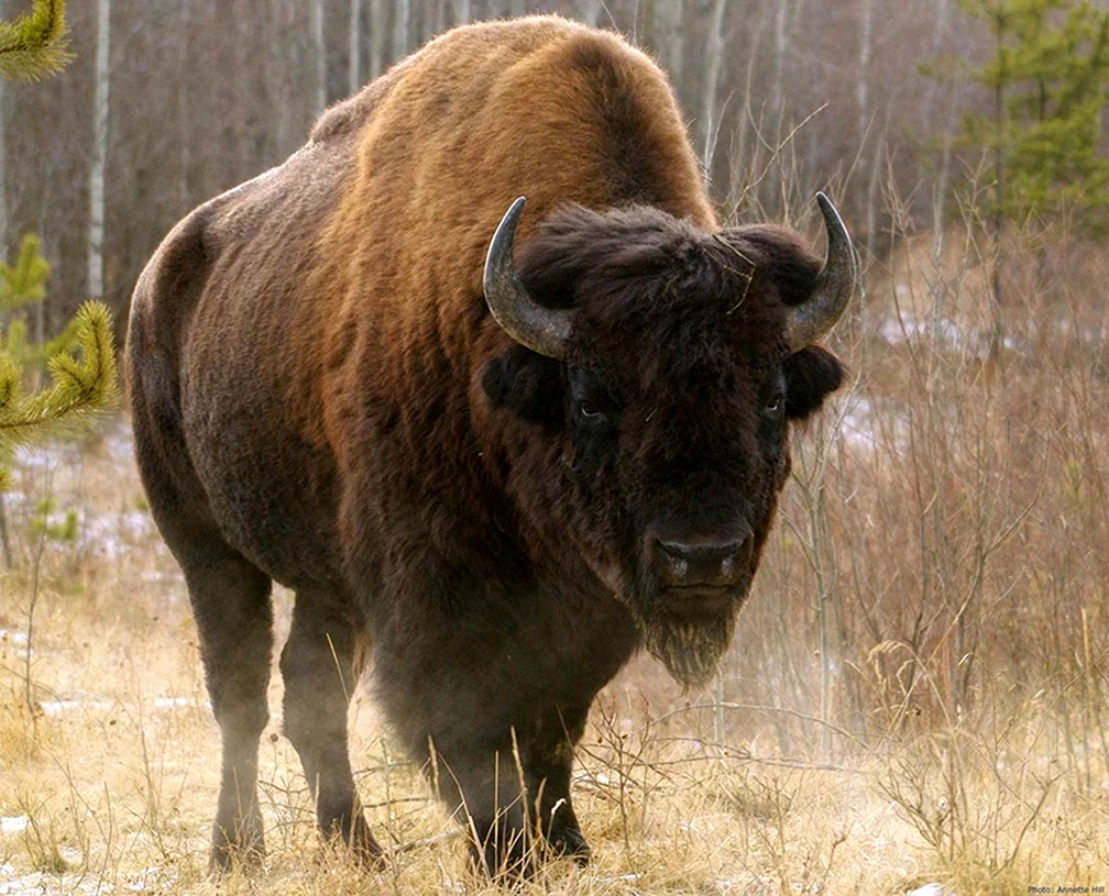 Бизон Bison Bison