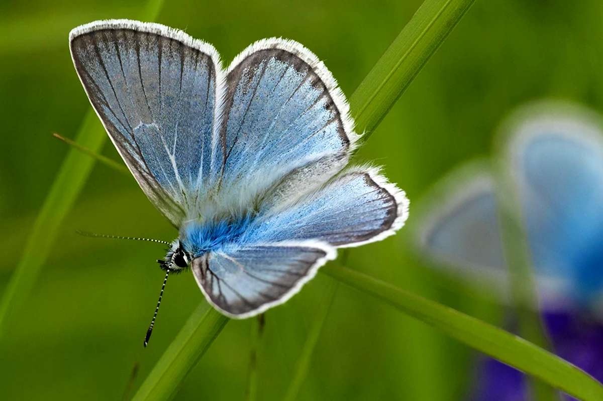Бледно голубая бабочка