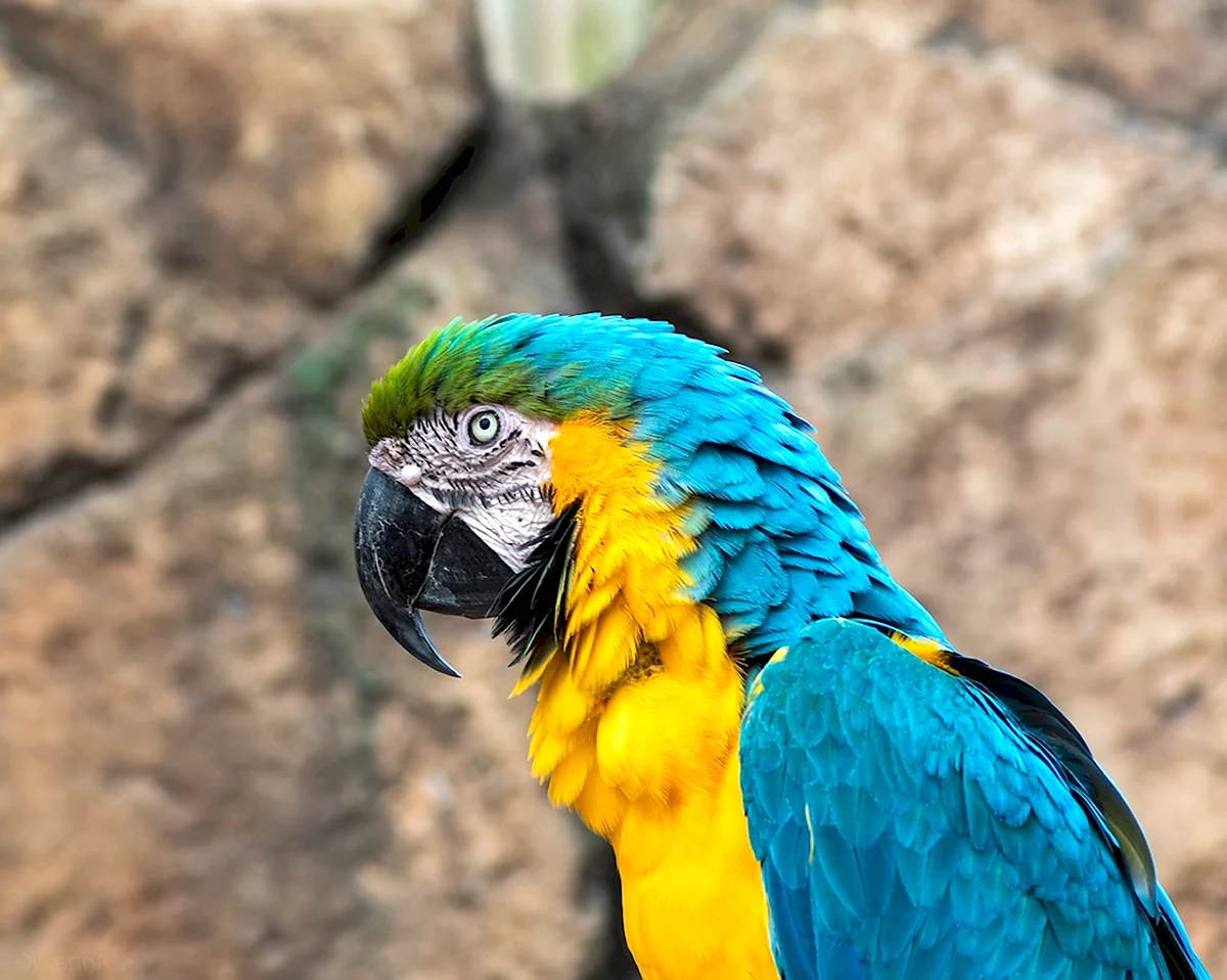 Blue Macaw попугай