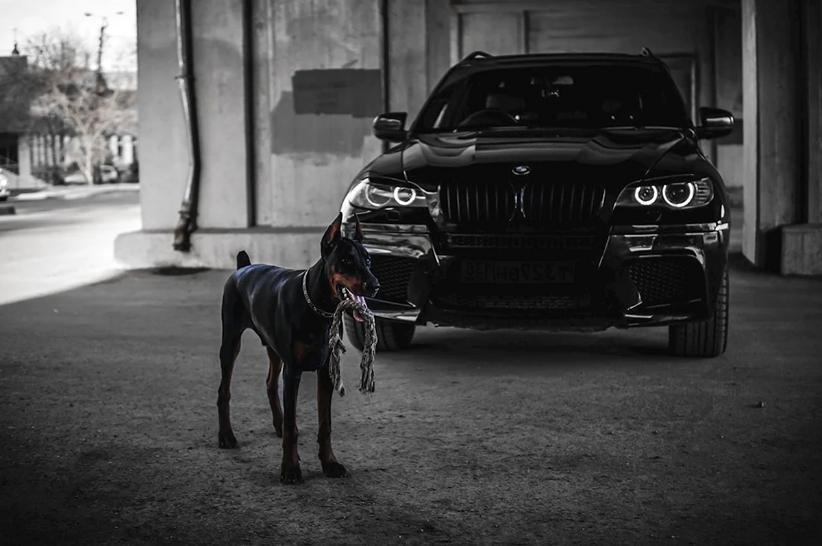 BMW x5 и Доберман