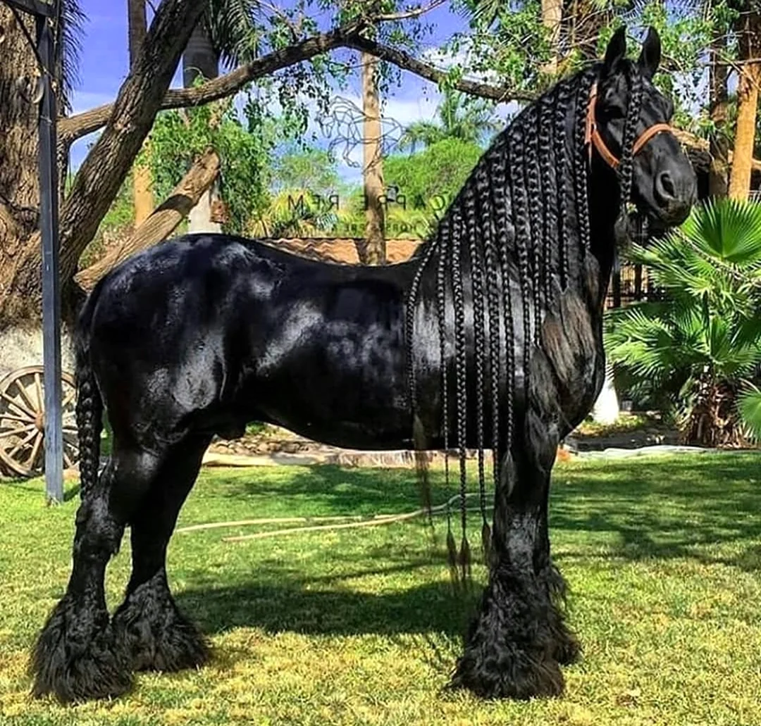 Богатырский конь порода