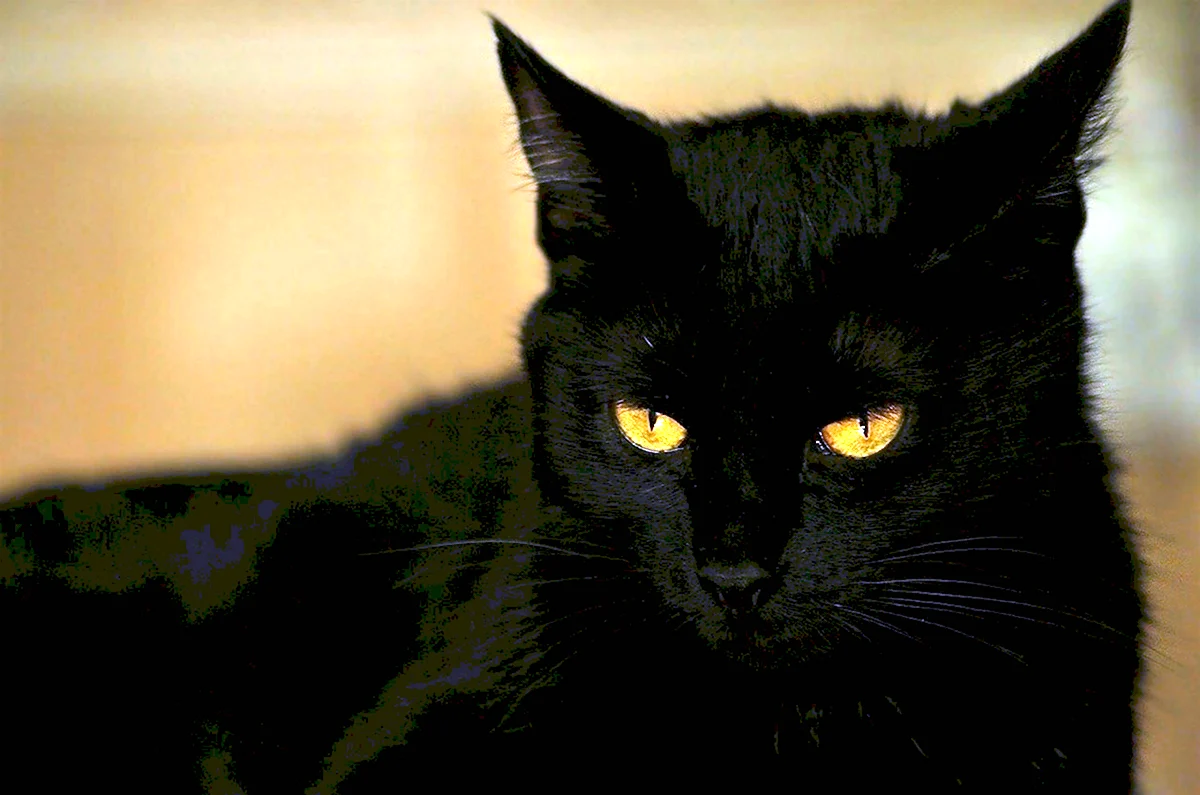 Богемская кошка чёрная