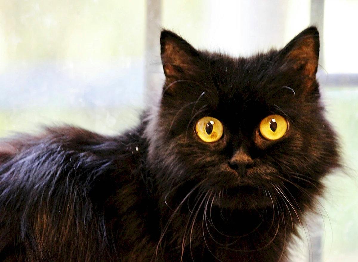 Богемская кошка чёрная