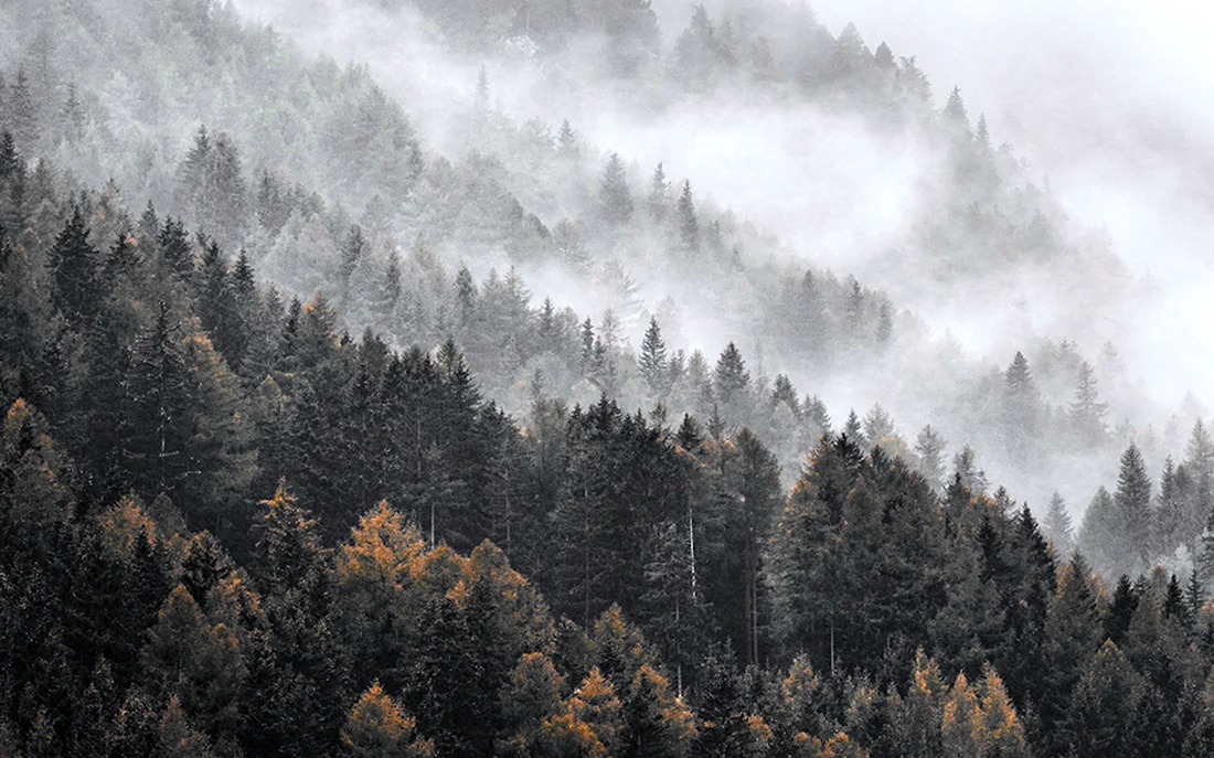 Богемский лес Чехия туман