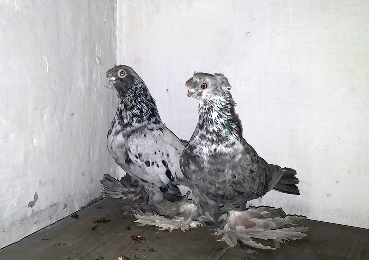 Бойные двухчубые голуби