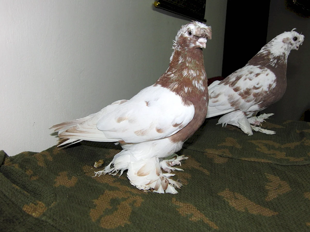 Бойные двухчубые голуби