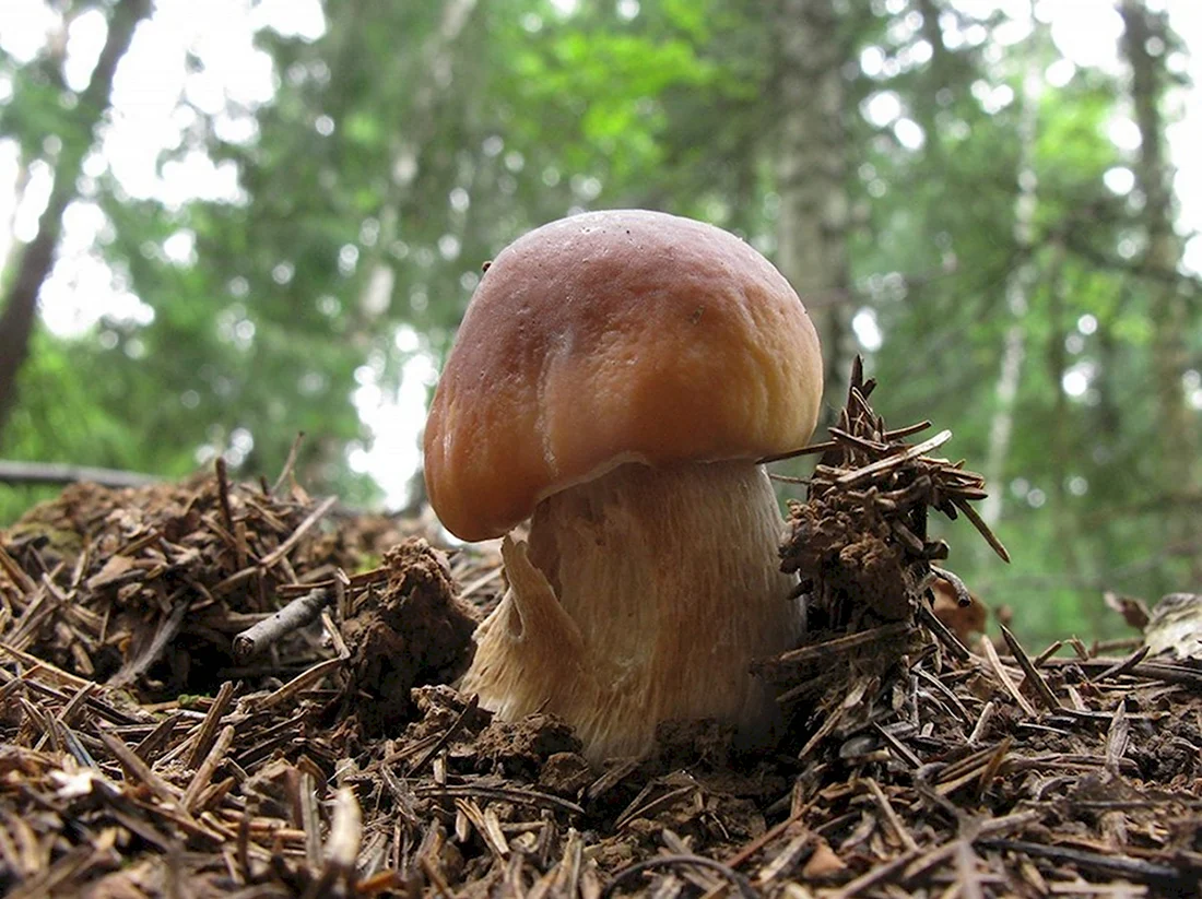 Болетовые грибы Подмосковья