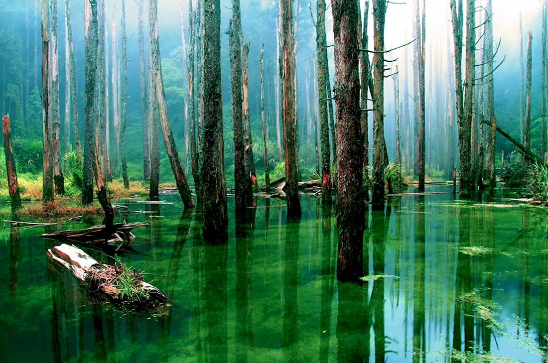 Болотистые леса Румыния