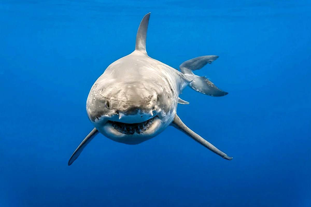 Большая белая акула спереди