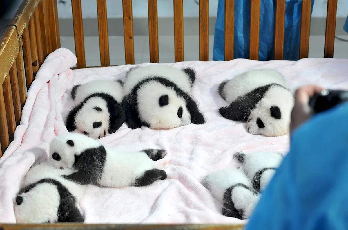 Большая Панда Детеныши новорожденный