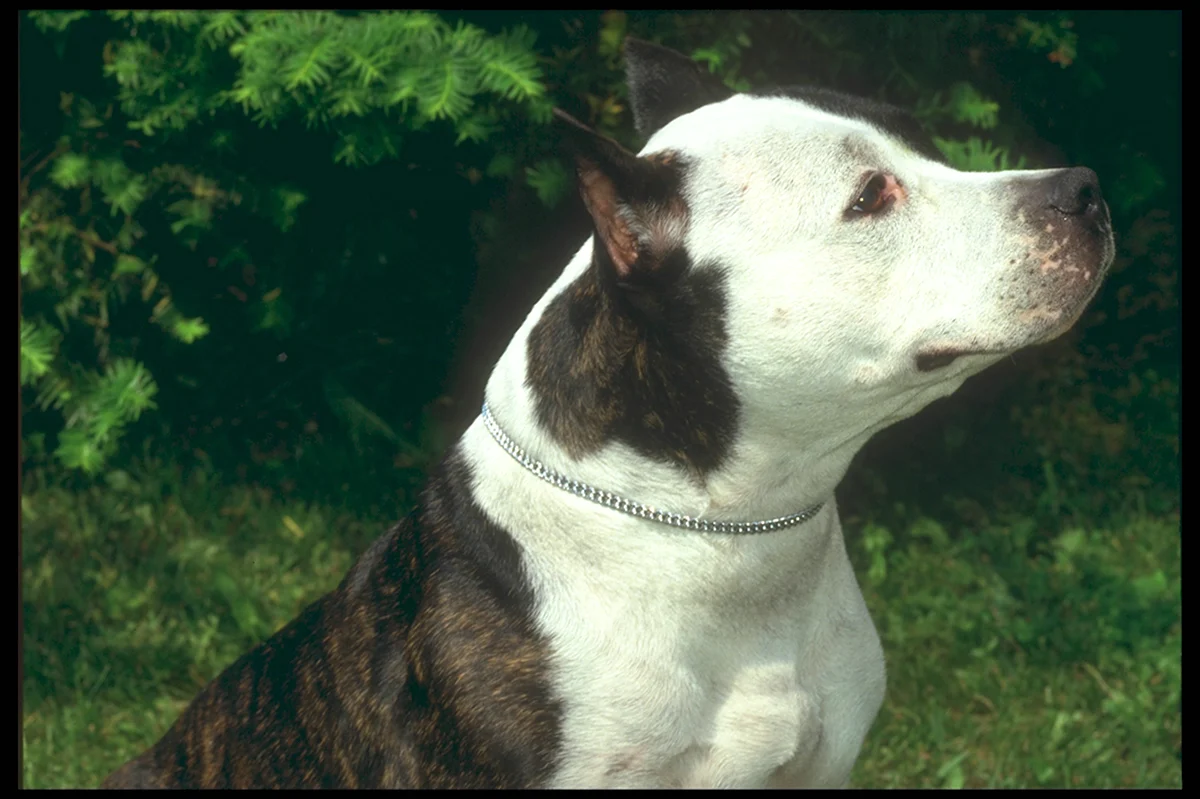 Большая собака белая с коричневыми пятнами