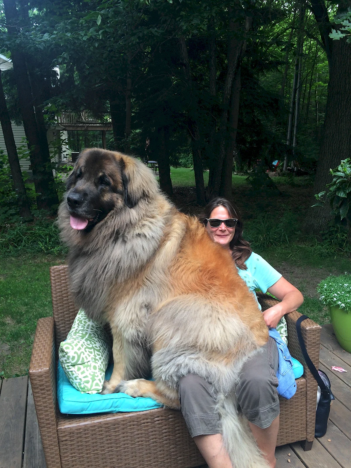 Большая собака Леонбергер