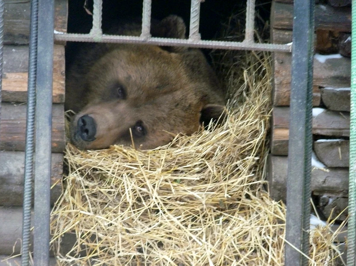 Большереченский зоопарк медведи