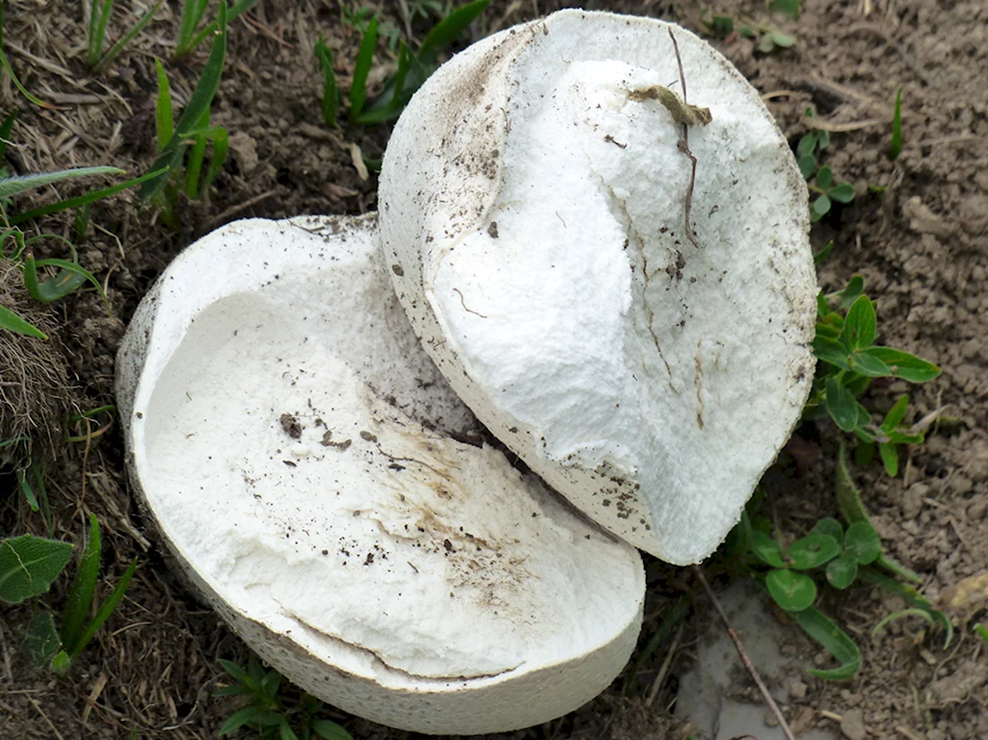 Большие грибы белого цвета