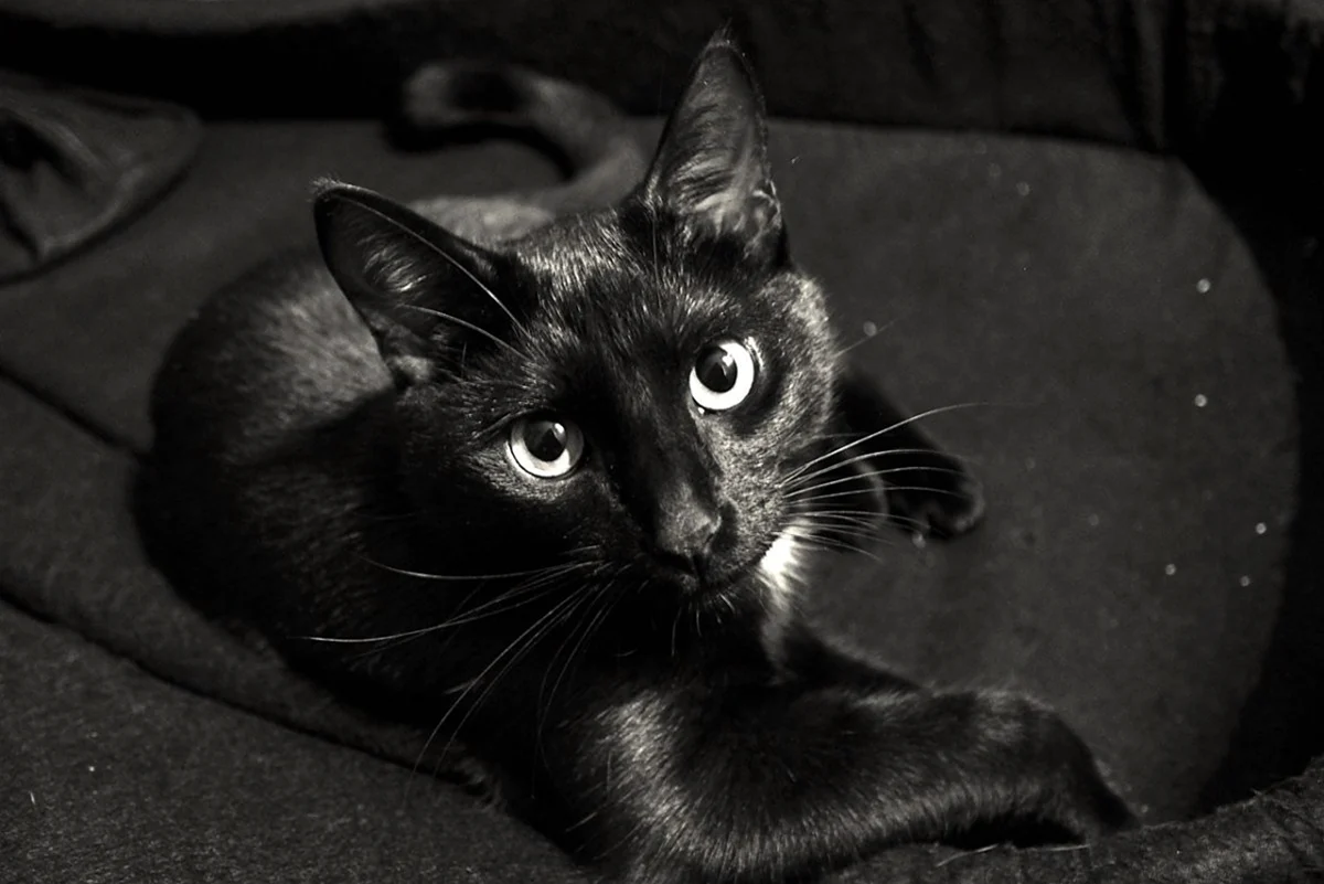 Бомбейская кошка с зелеными глазами