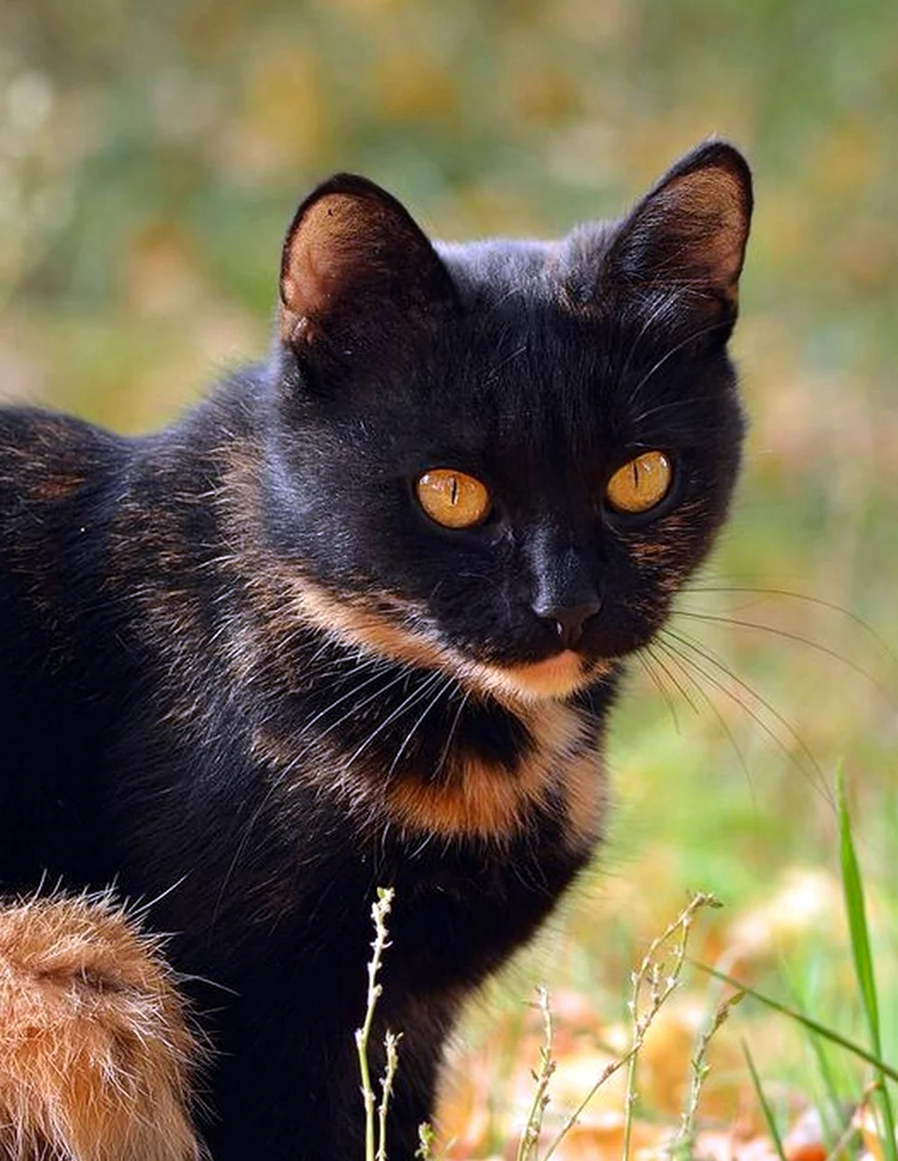 Бомбейская кошка трехцветная