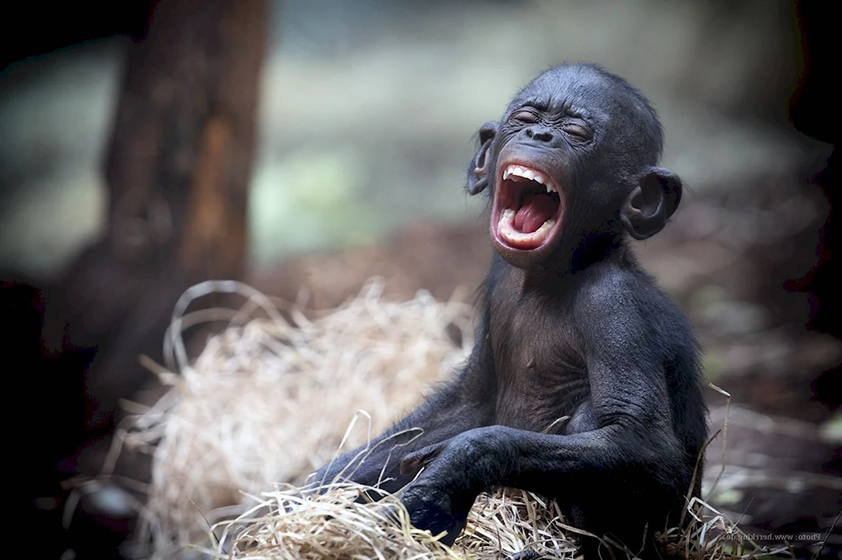 Бонобо детеныш