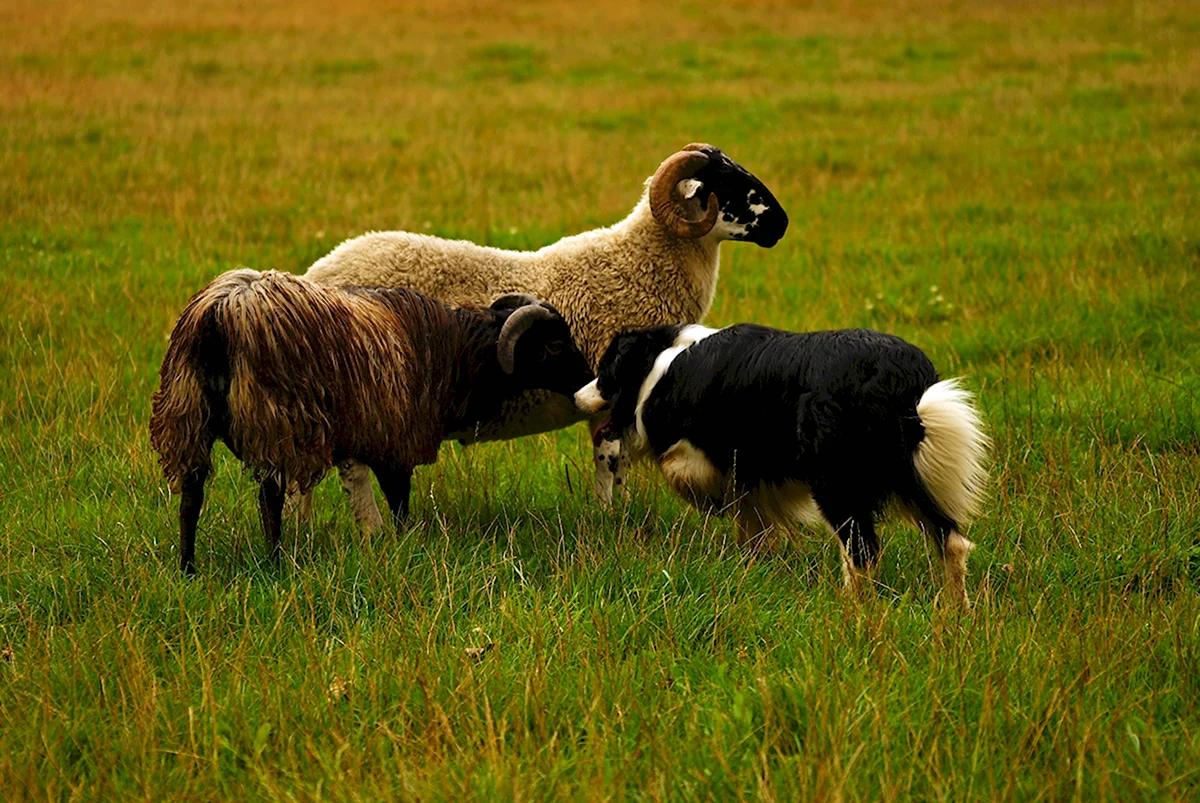 Бордер колли и овцы