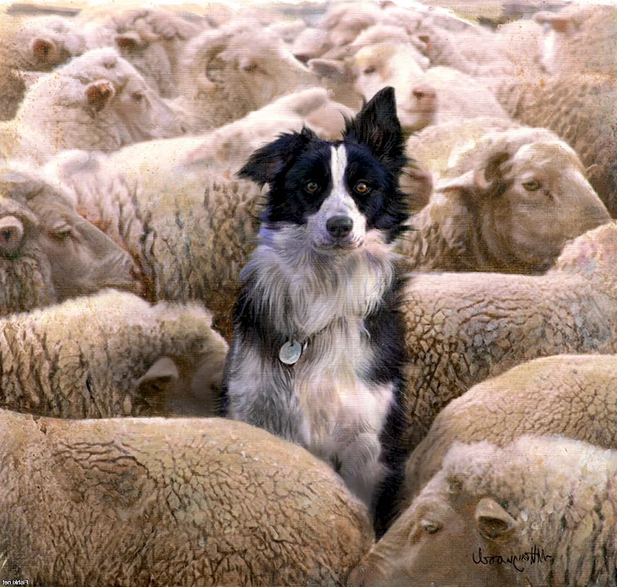 Бордер колли и овцы