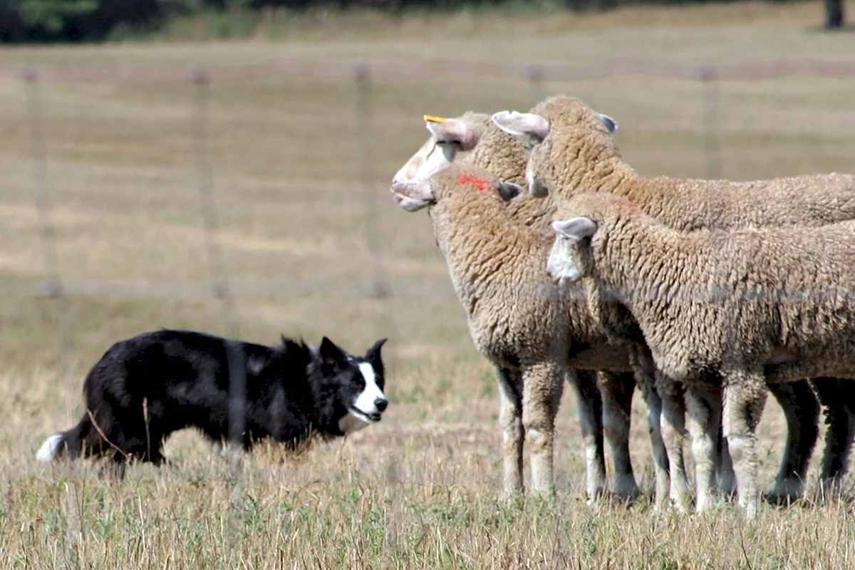 Бордер пасет овец