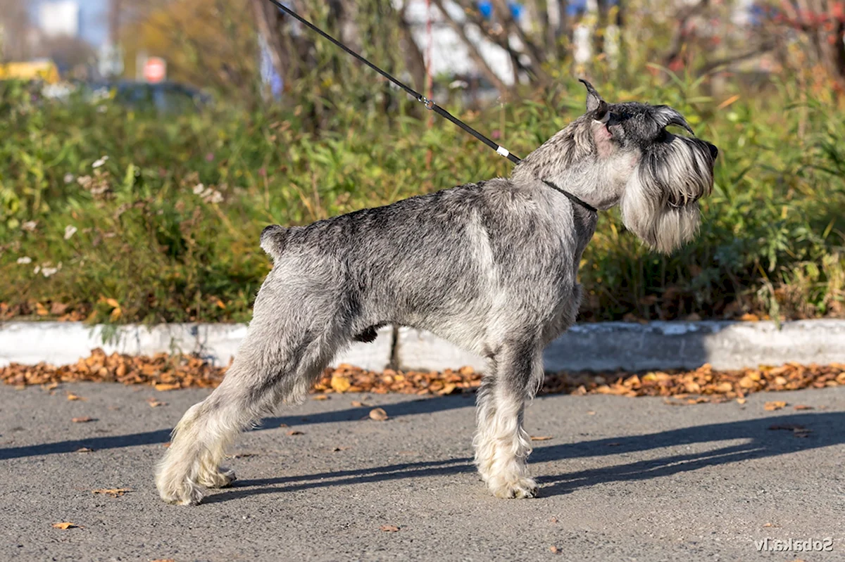 Бородатая собака порода Миттельшнауцер