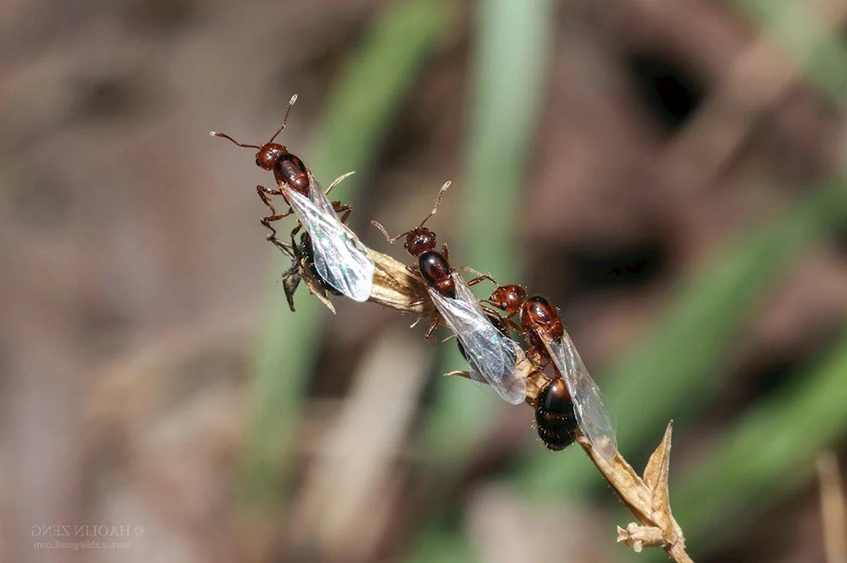 Брачный полет муравьев