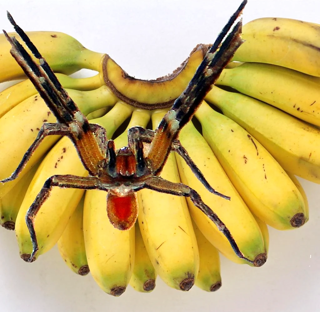 Бразильский банановый паук