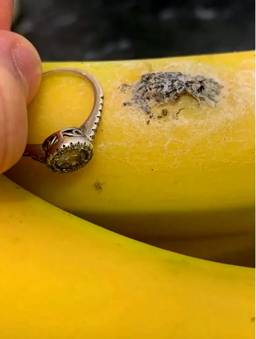 Бразильский банановый паук укус
