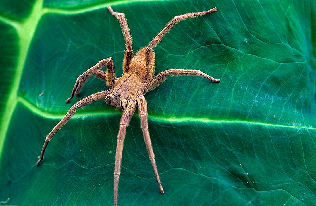 Бразильский паук путешественник