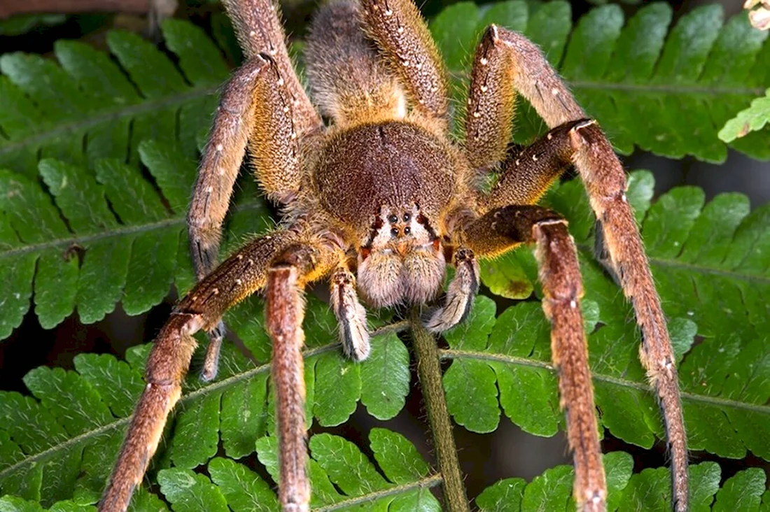 Бразильский Странствующий паук