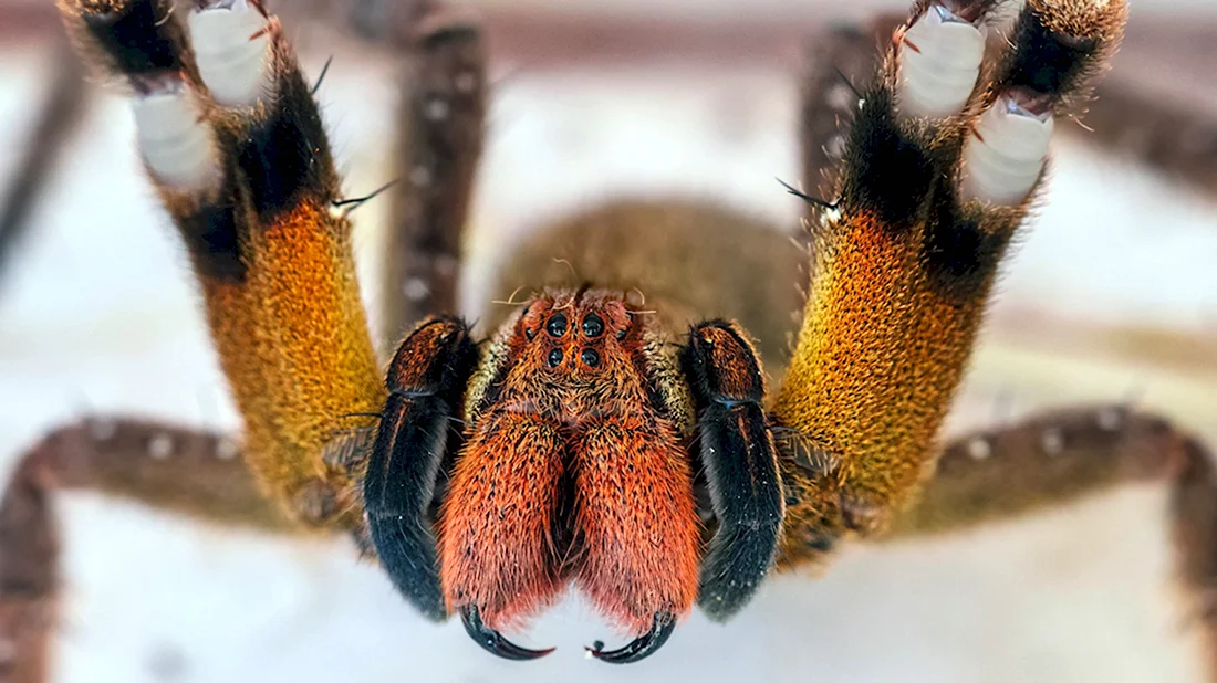 Бразильский Странствующий паук укус