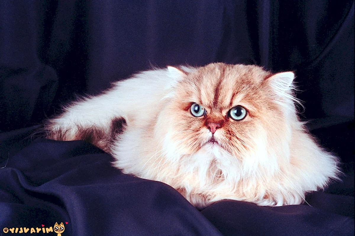 Британо Персидская кошка