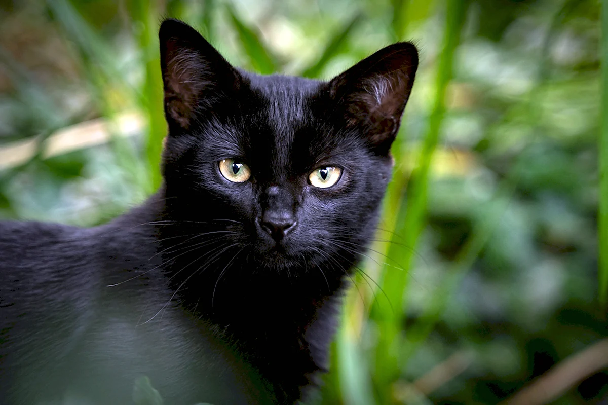 Британская Бомбейская кошка