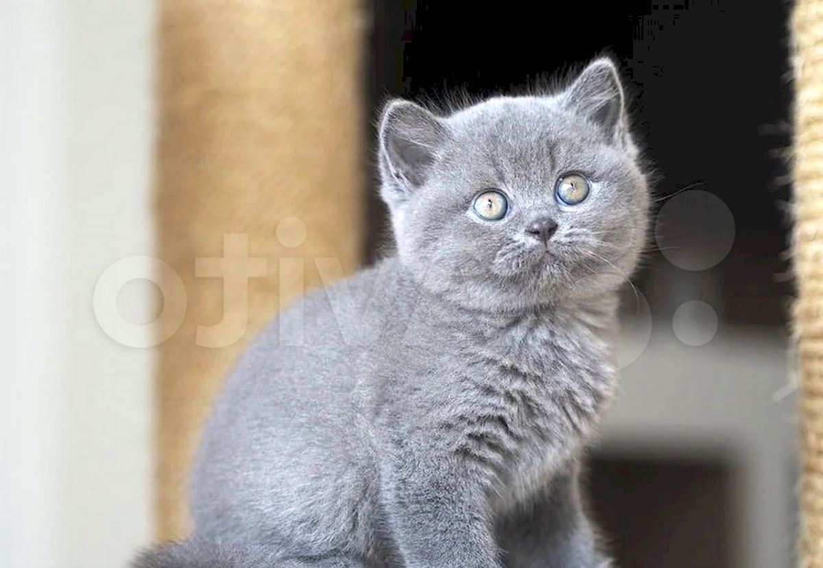 Британская голубая кошка котята