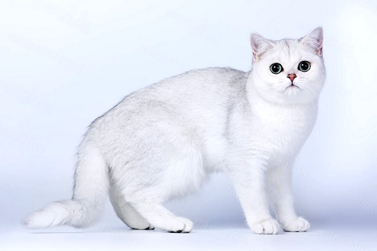Британская короткошёрстная кошка