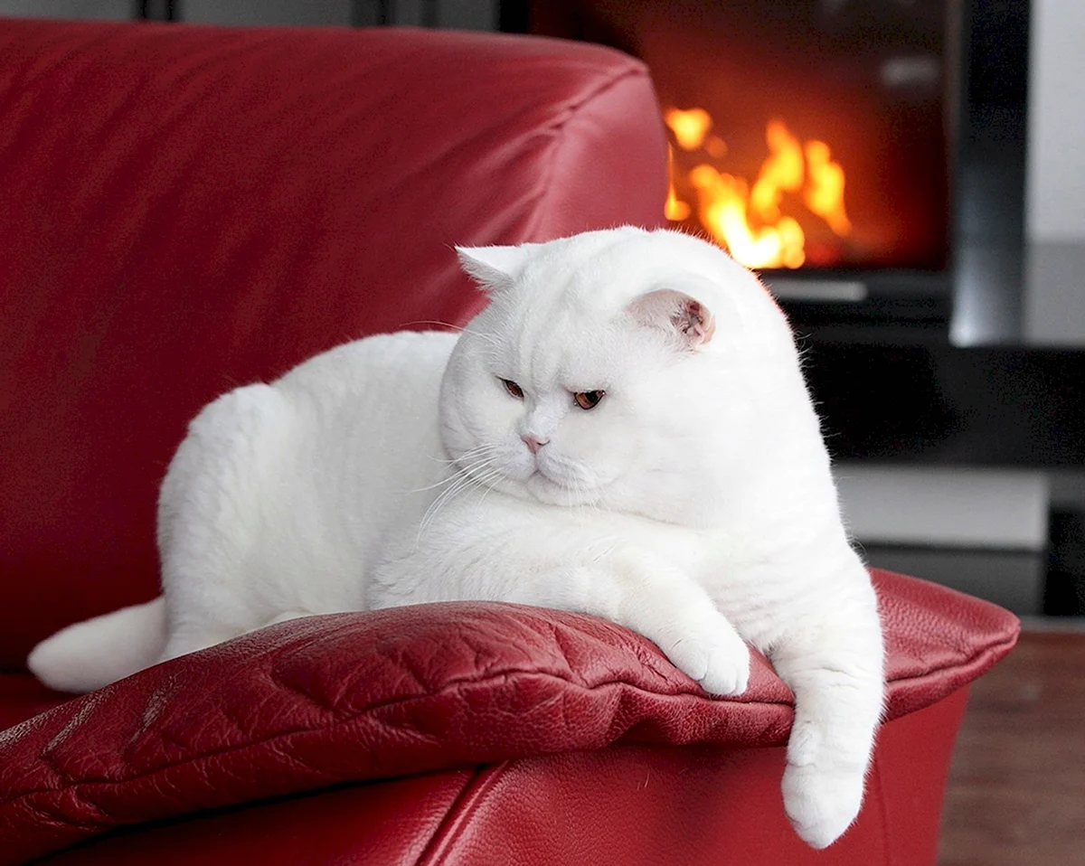 Британская короткошёрстная кошка белая